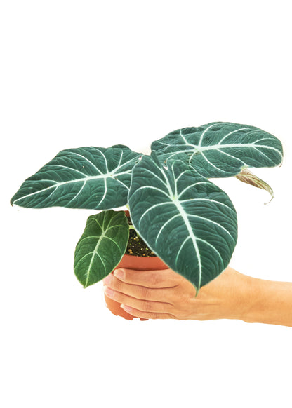 Alocasia 'Black Velvet', Small